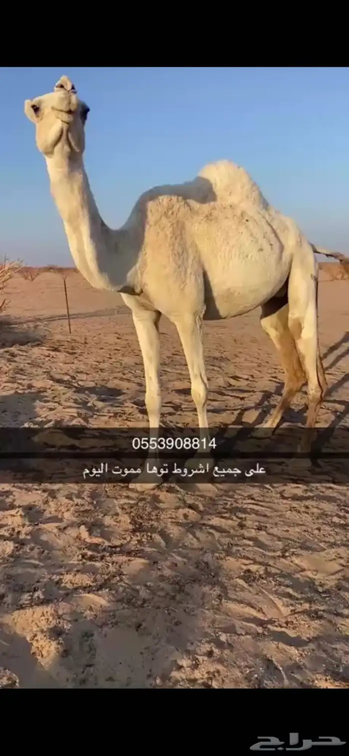 ناقه على جميع الشروط توها مموت اليوم 0