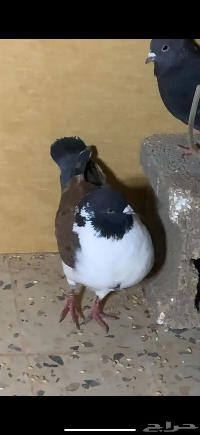 حمام للبيع 6