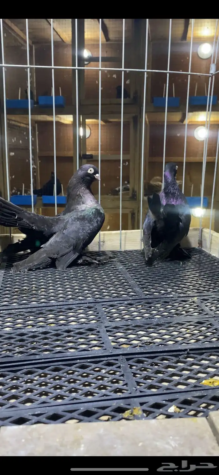 (( زوج رستوف اسود لمعه)) 1