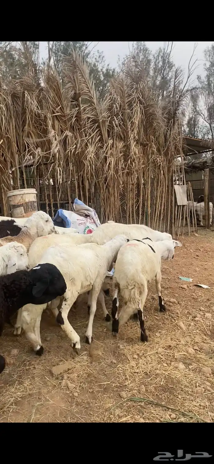 خرفان سواكن للبيع عدد 10 طيبة 2