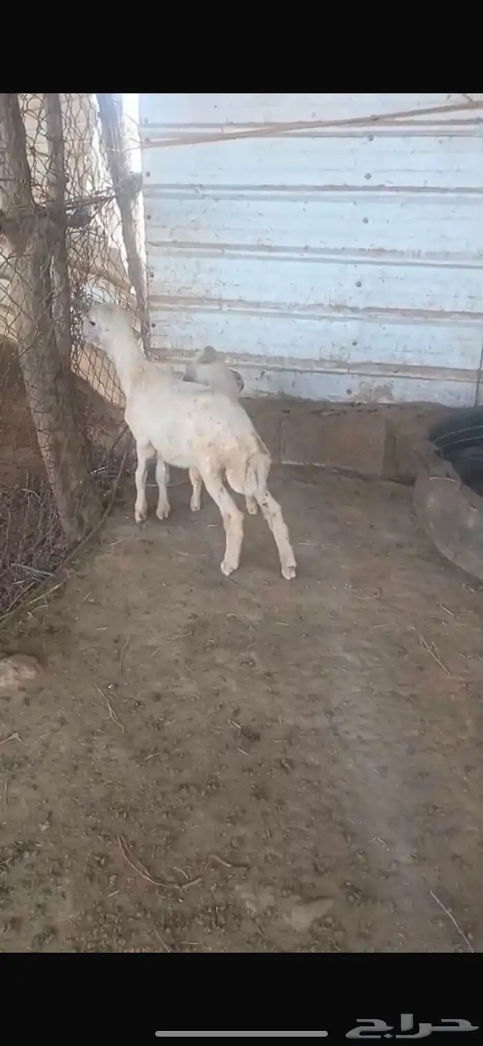 رخل مشروطة من جميع العيوب من الحلال 2