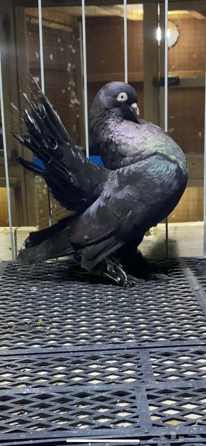 (( زوج رستوف اسود لمعه)) 2