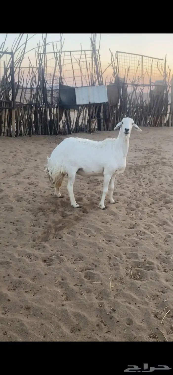 شاتين حيل للبيع 1