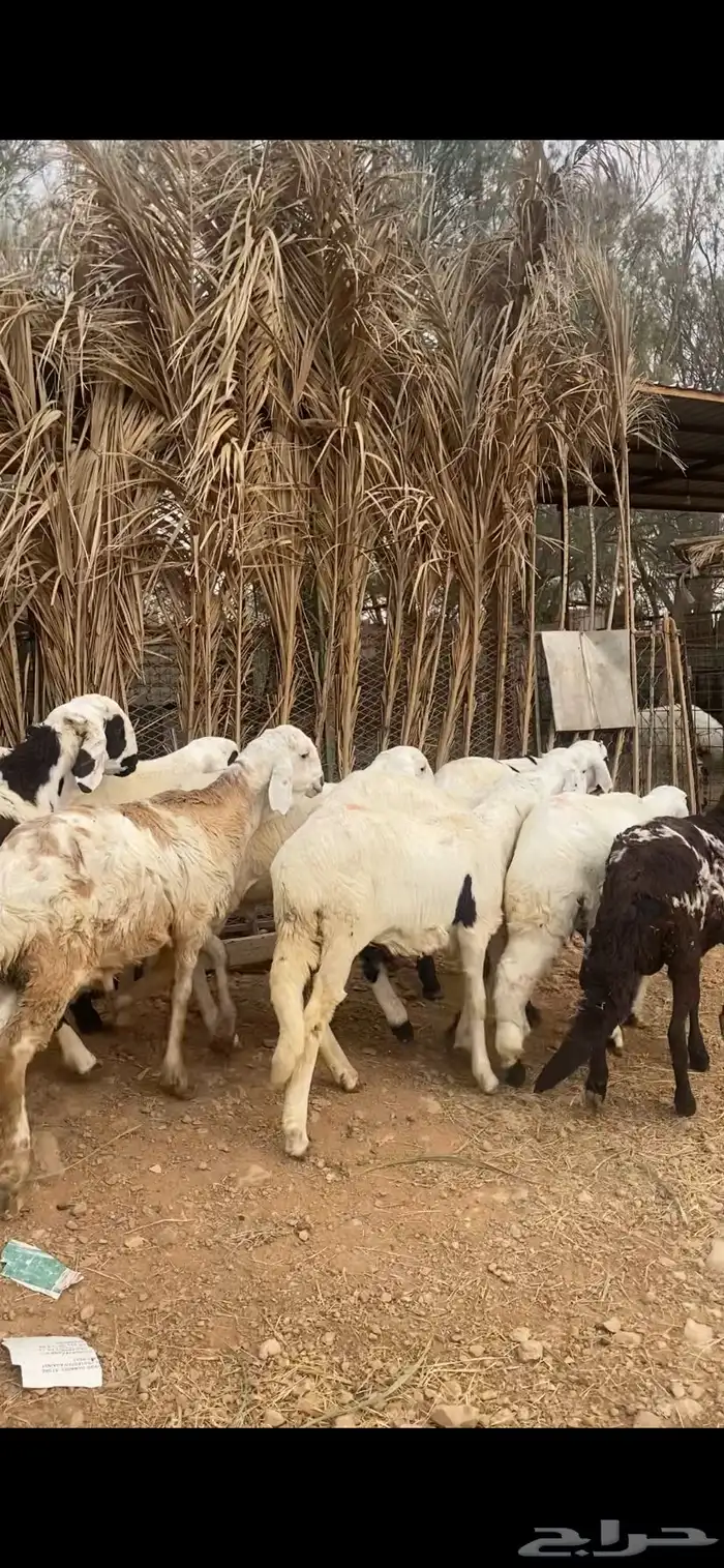 خرفان سواكن للبيع عدد 10 طيبة 1