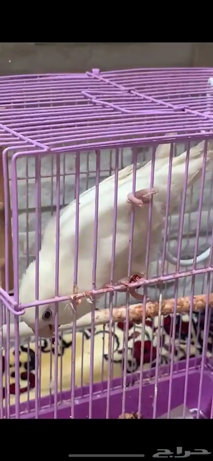 طير روز البينو 0