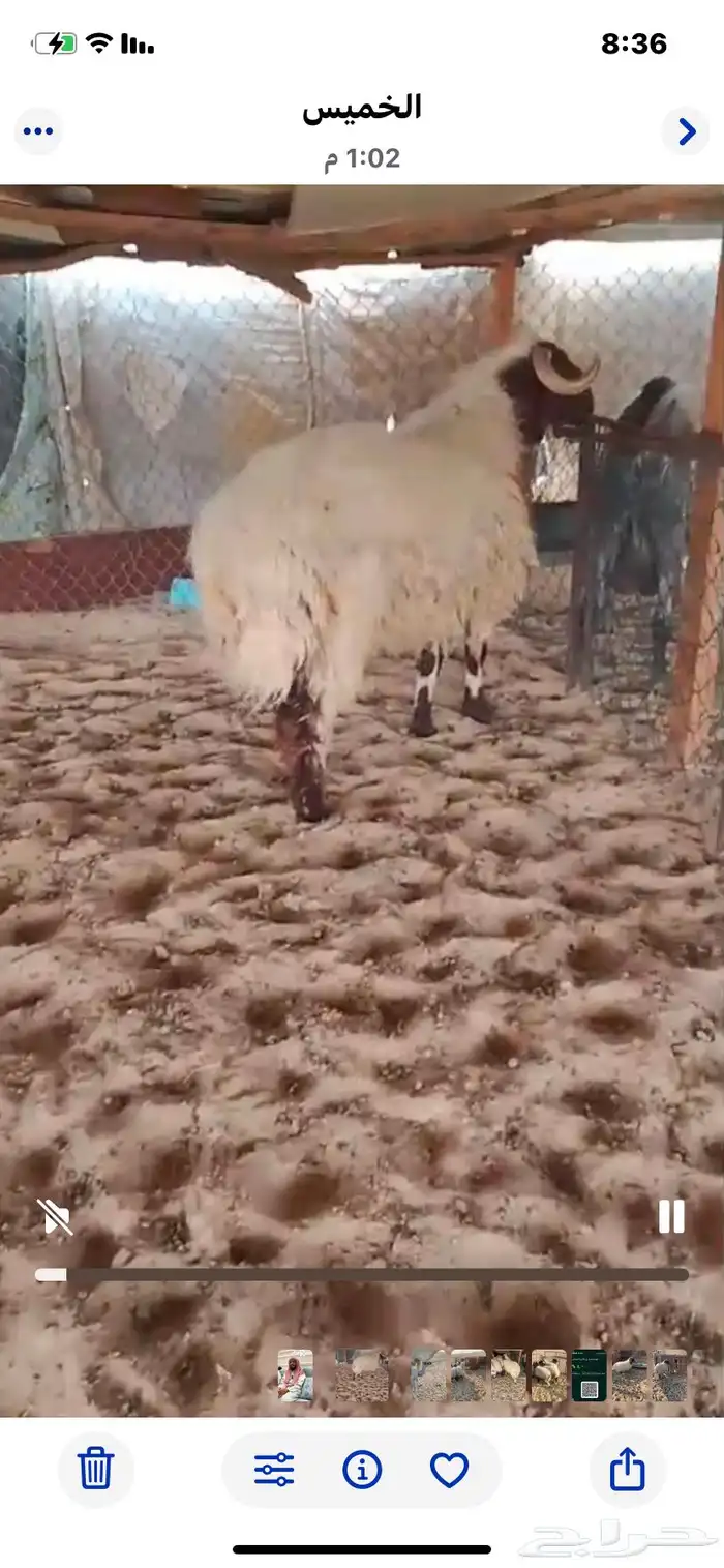 خروف جذع فل مغلق. 0