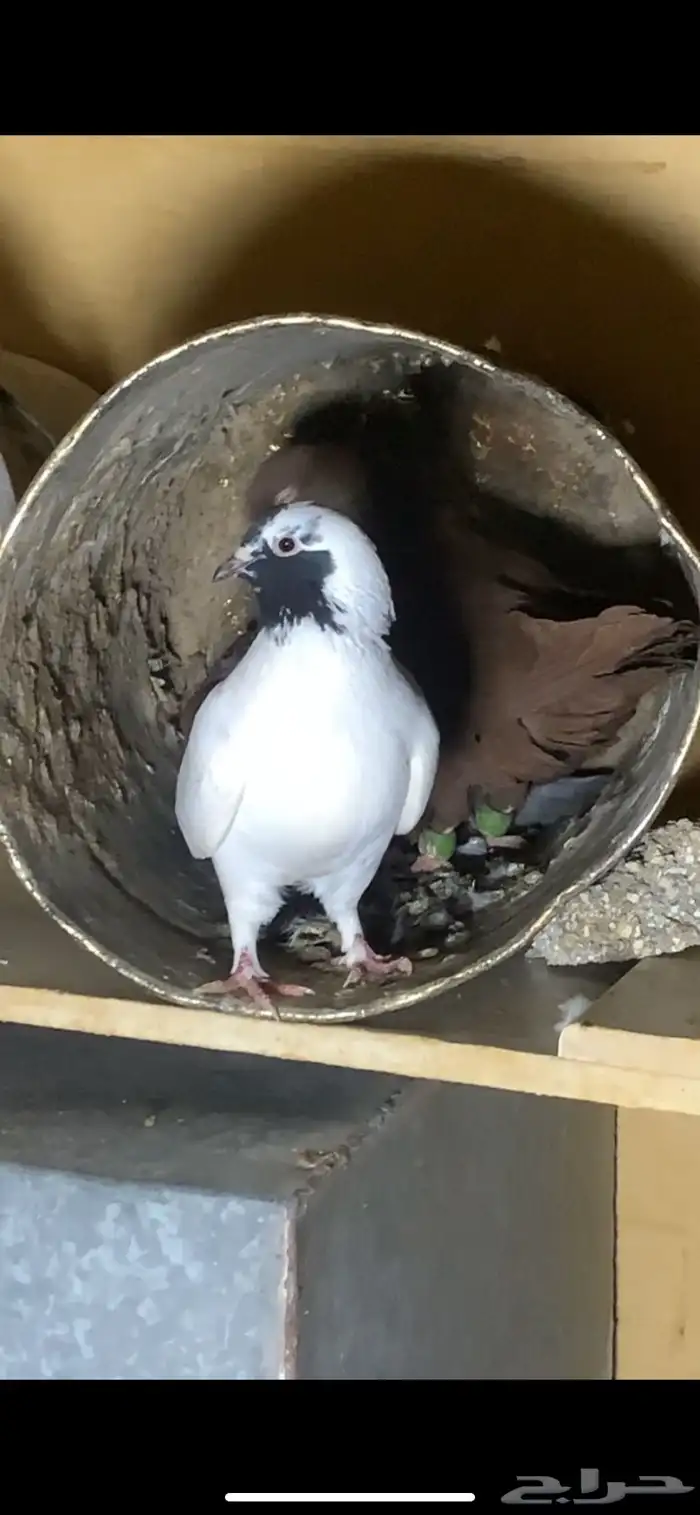 حمام للبيع 3