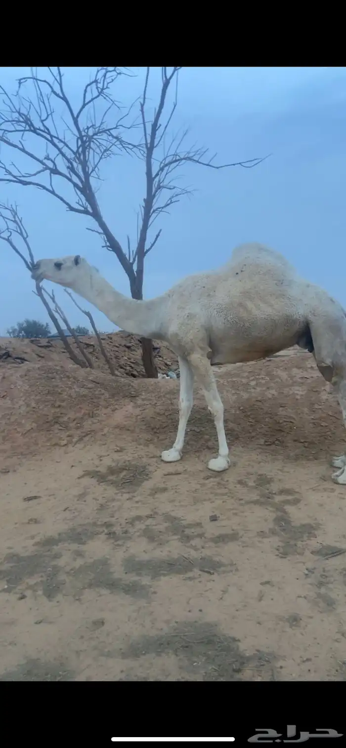 ناقه رمانيه خفو 1