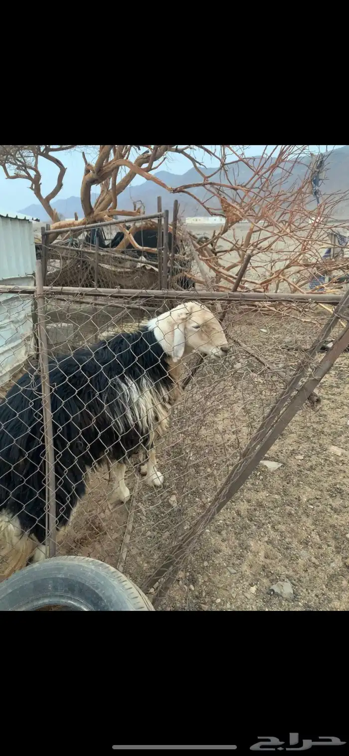 خروف نجدي للبيع 1