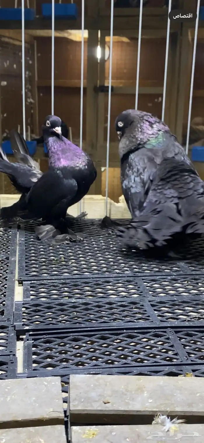 (( زوج رستوف اسود لمعه)) 0