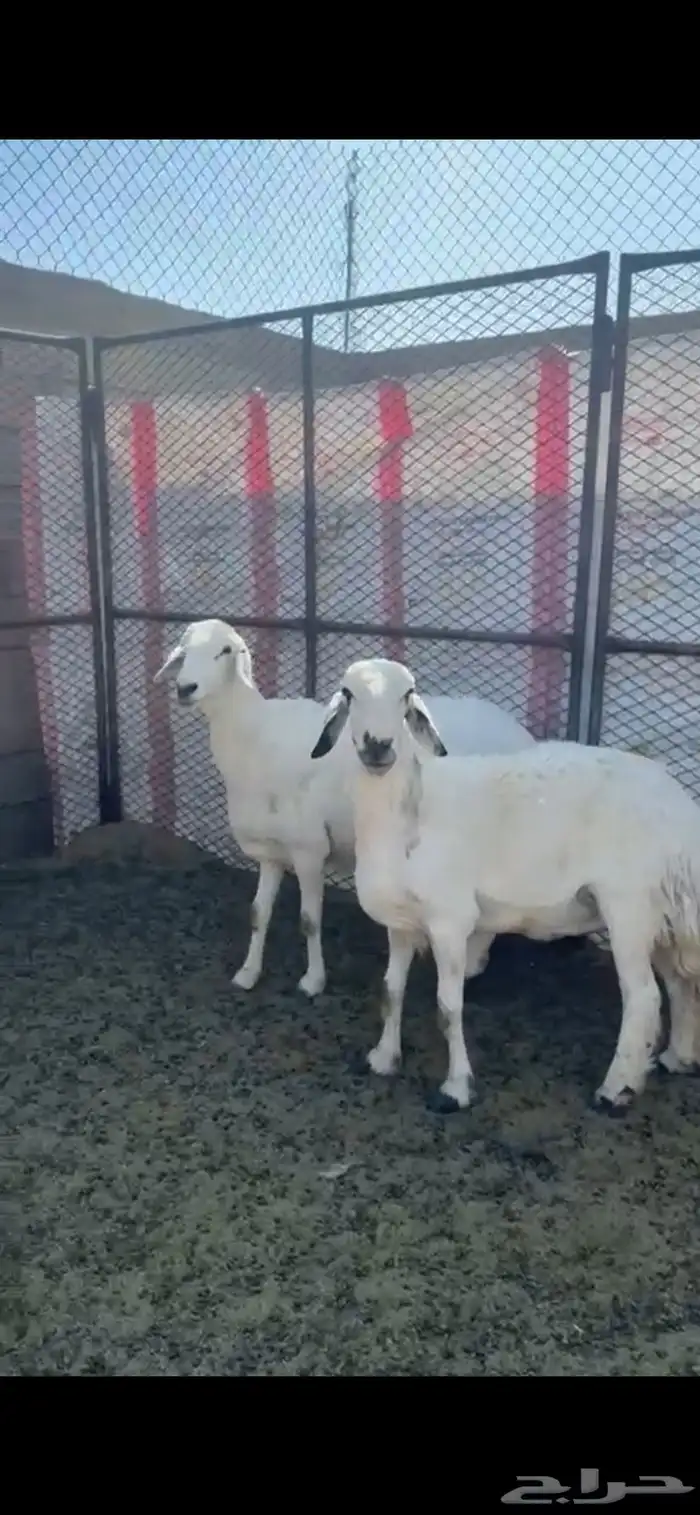 شاتين حيل للبيع 0