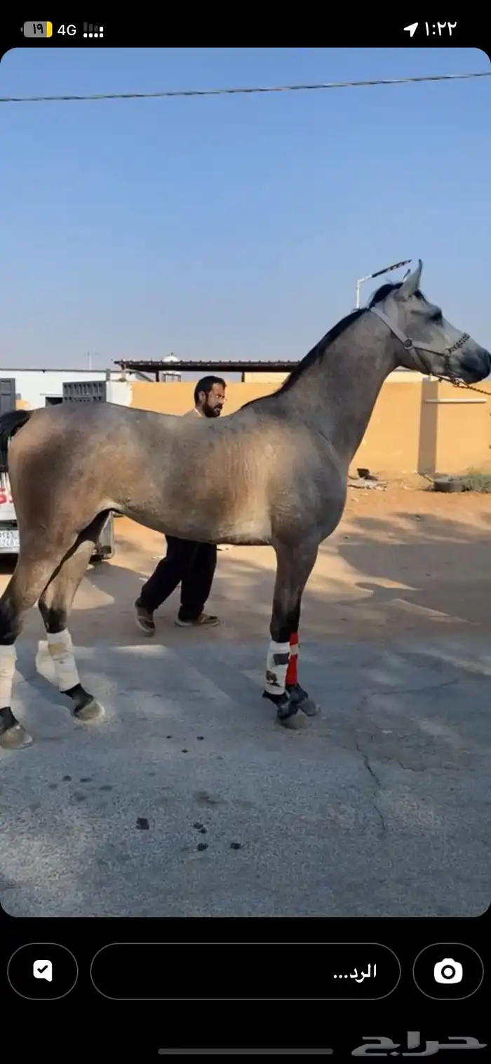 حصان شعبي كفوو 1