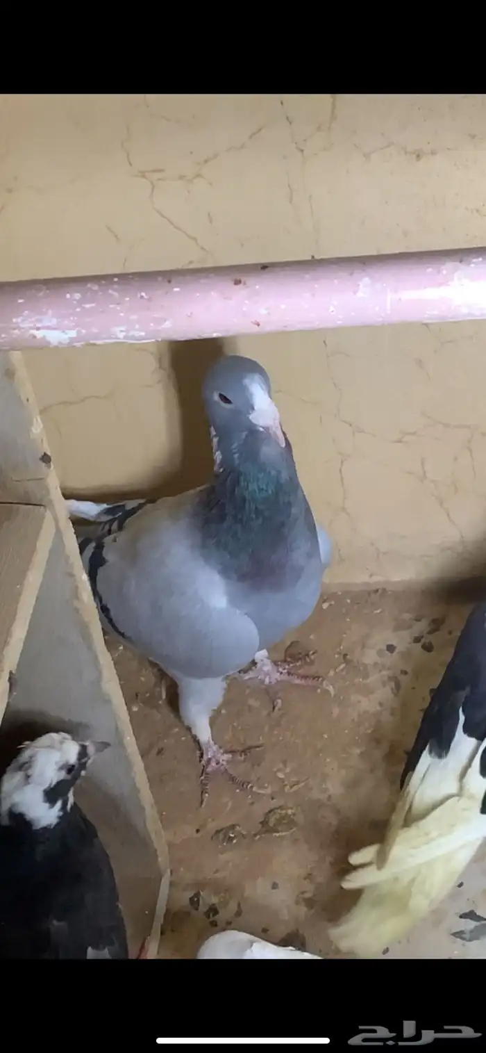 حمام للبيع 1