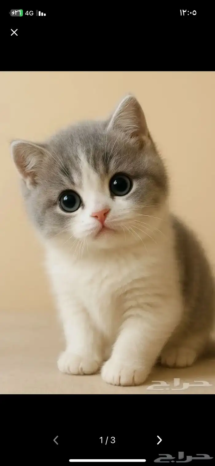 أريد قطة ( أنثى ) عمرها كم شهر زي الي في الصورة للتبني 0