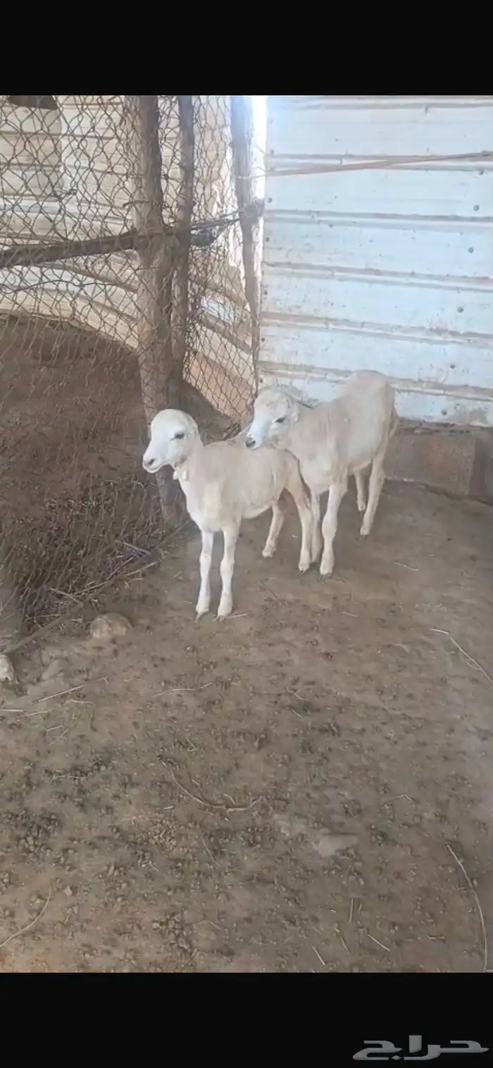 رخل مشروطة من جميع العيوب من الحلال 4