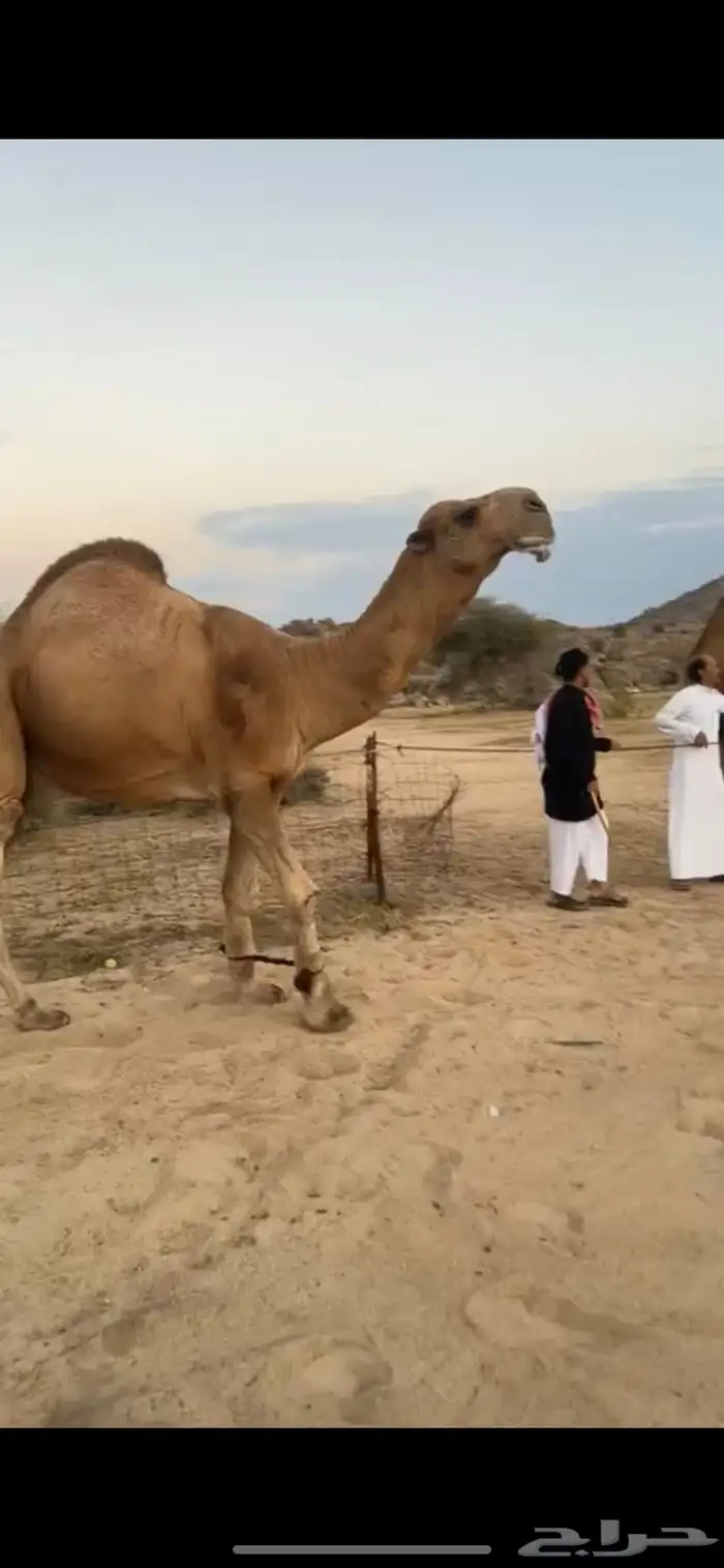 بعير حمر كفو 1