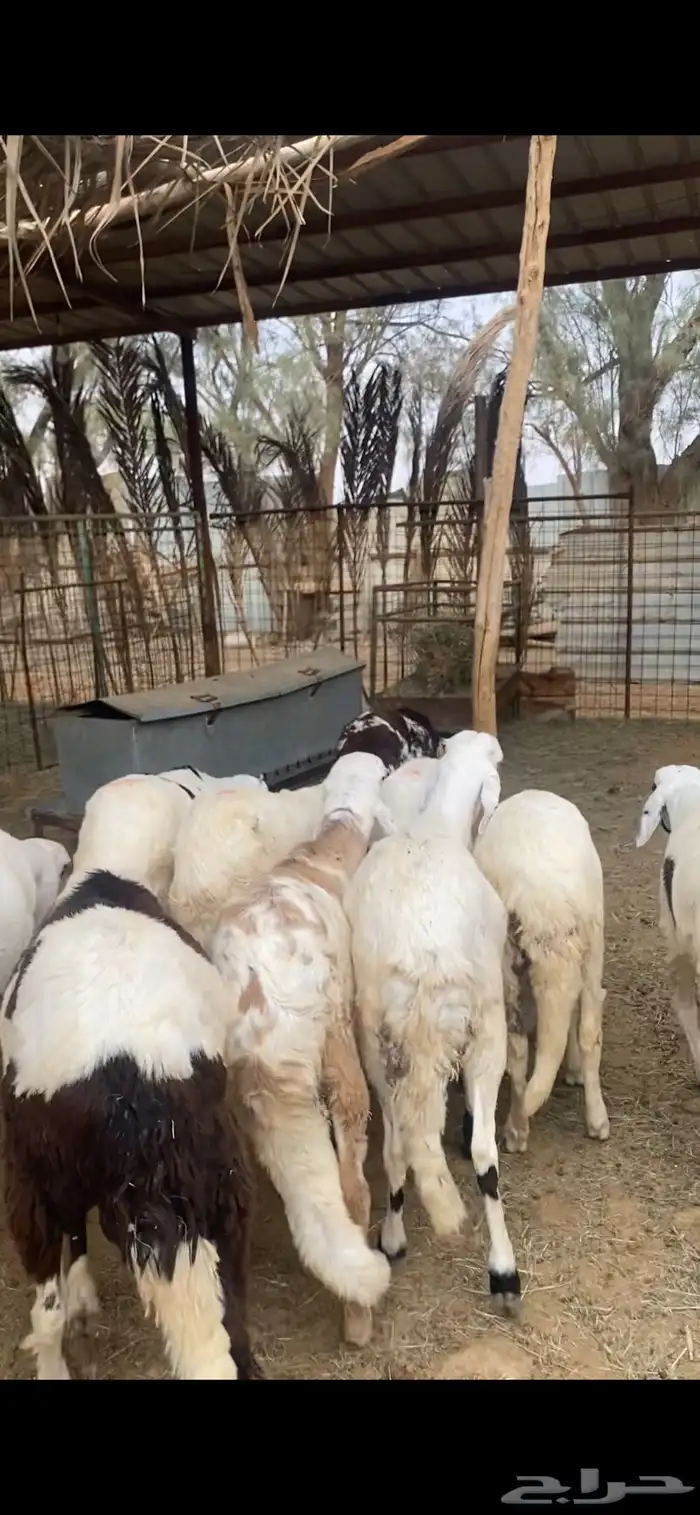 خرفان سواكن للبيع عدد 10 طيبة 0