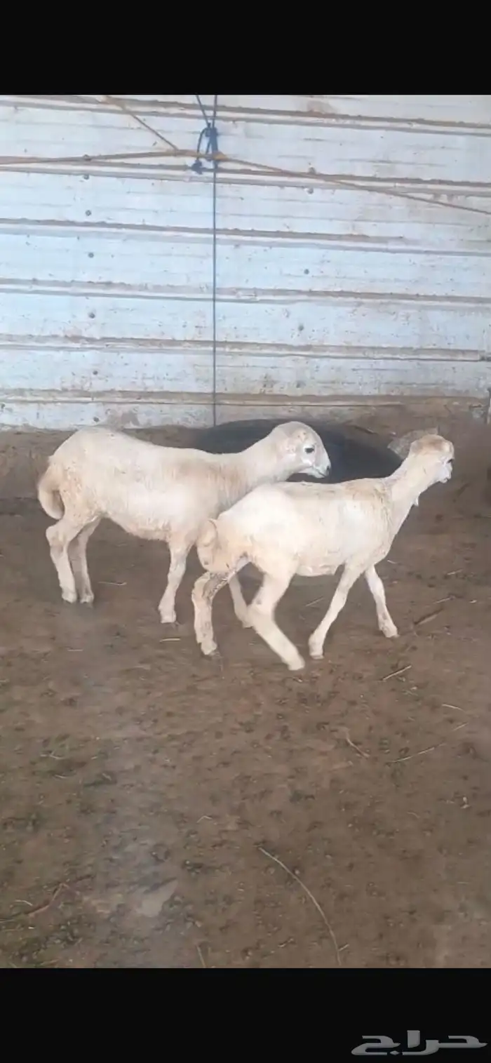 رخل مشروطة من جميع العيوب من الحلال 5