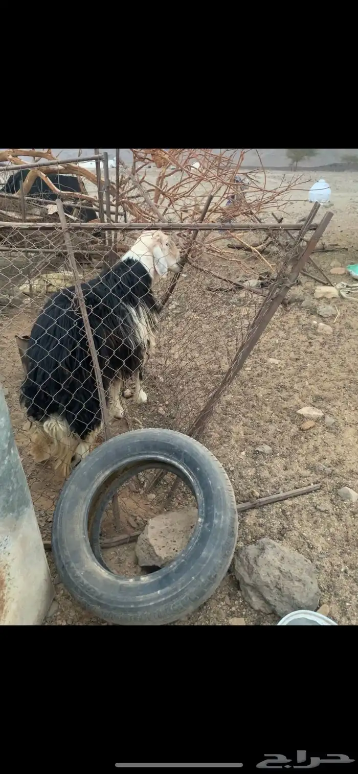 خروف نجدي للبيع 2