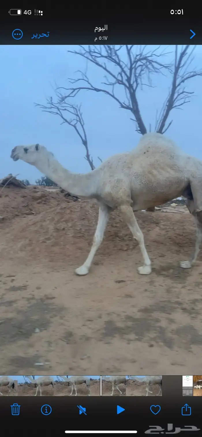 ناقه رمانيه خفو 0