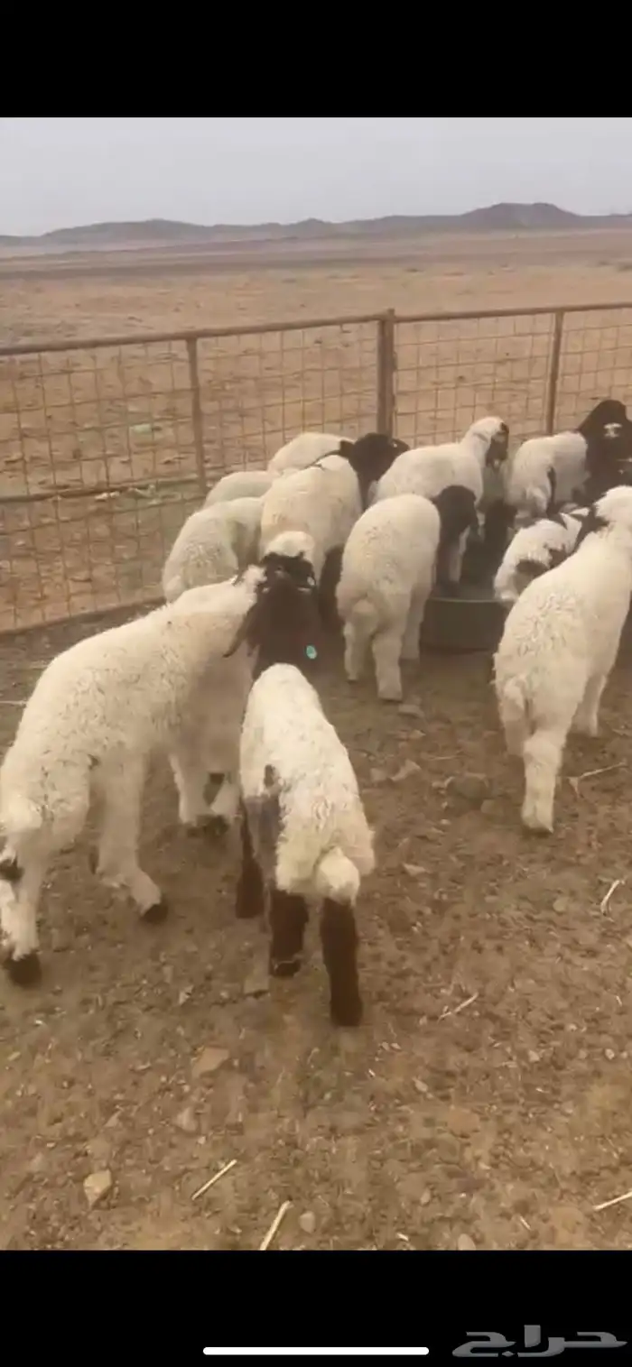 طليان للبيع 0