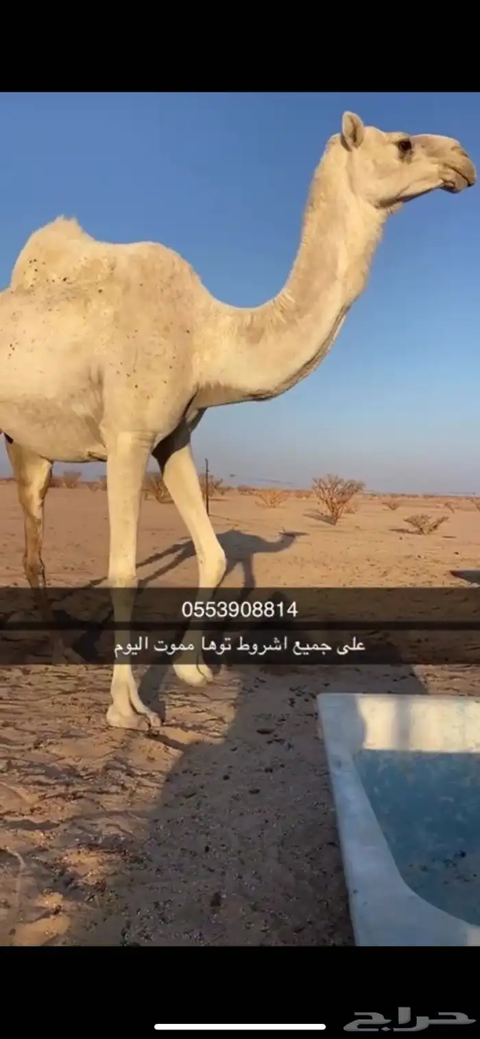 ناقه على جميع الشروط توها مموت اليوم 1