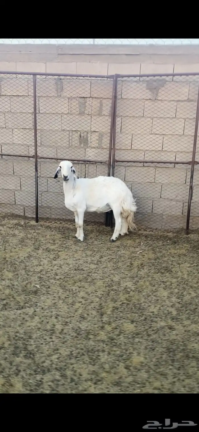 شاتين حيل للبيع 2