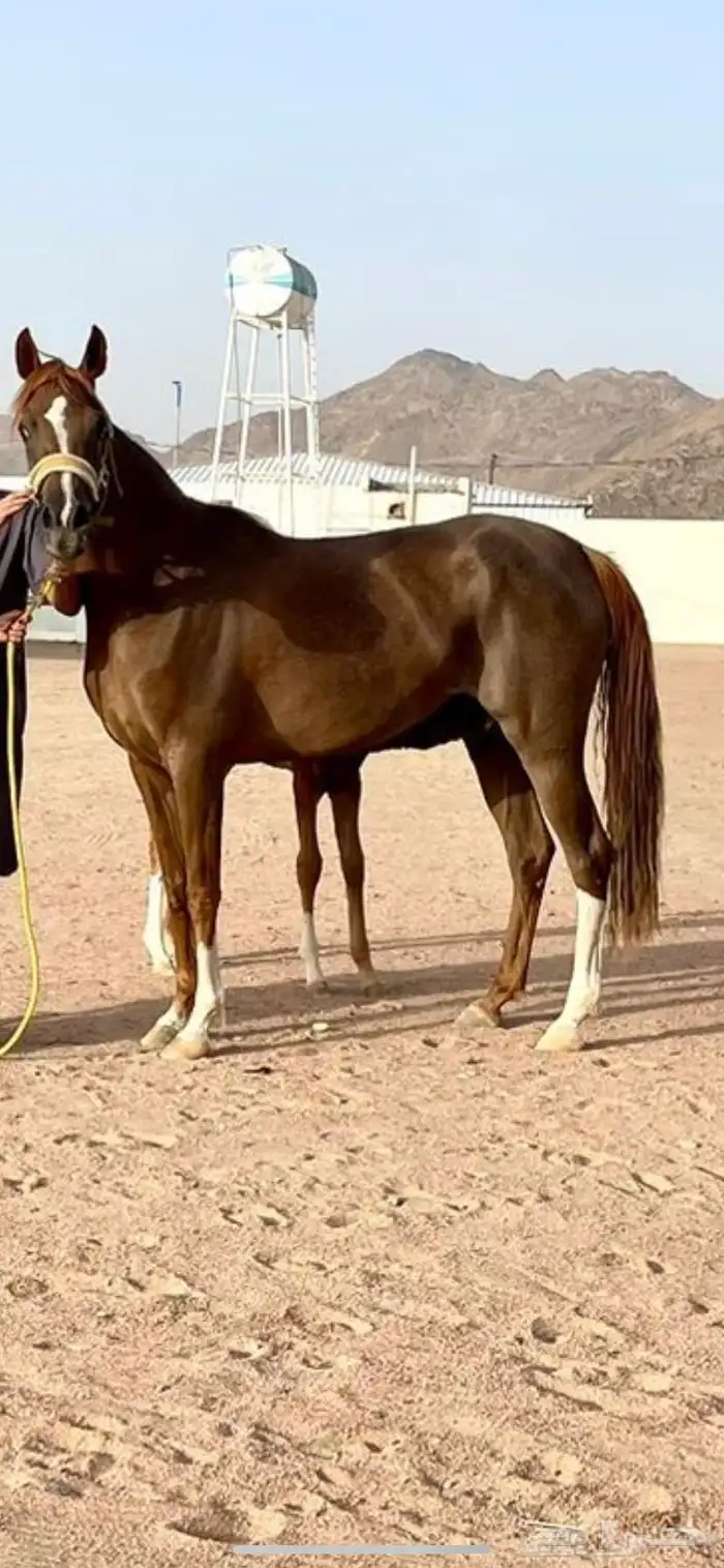 فرس شعبيه كفو للبيع 0