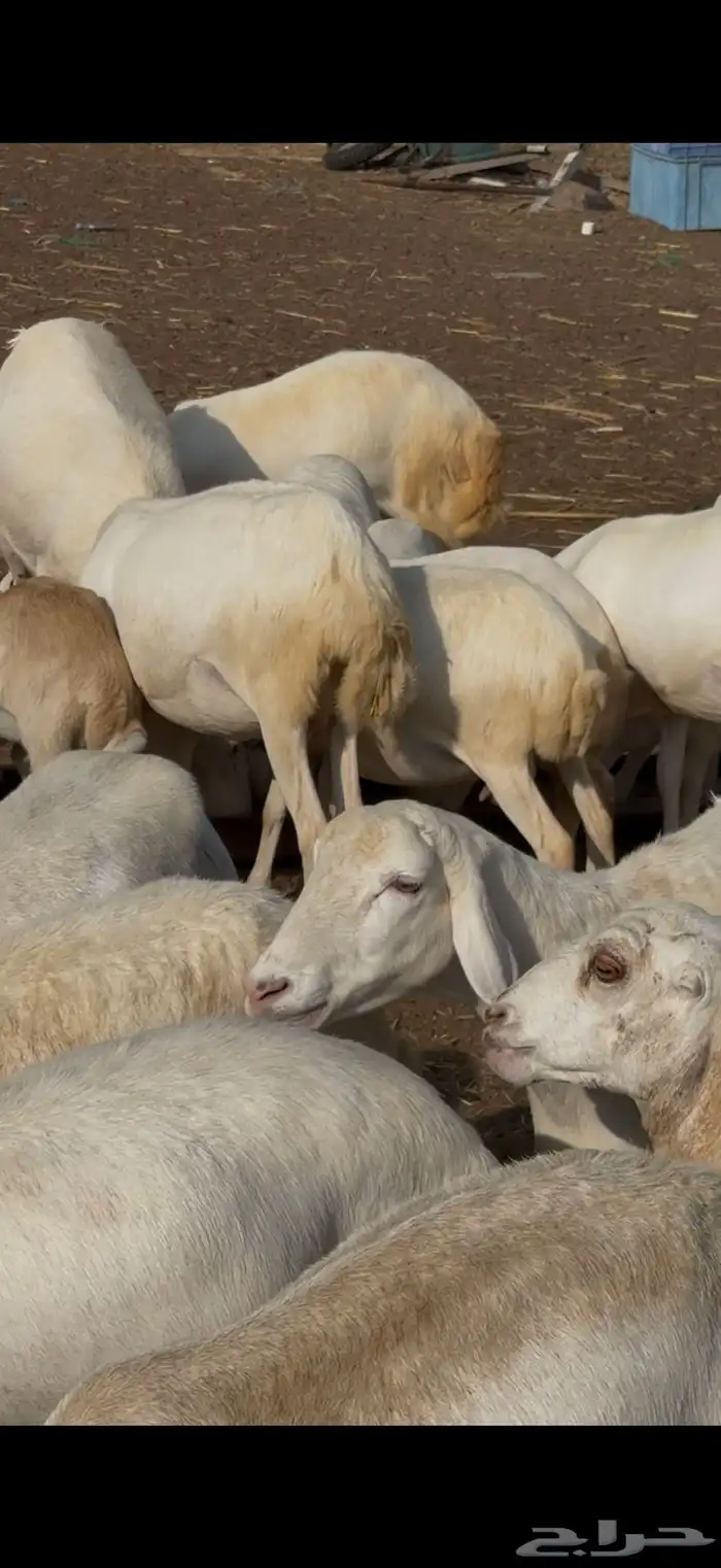 ضان مراح واحد تفريد وجمله 0