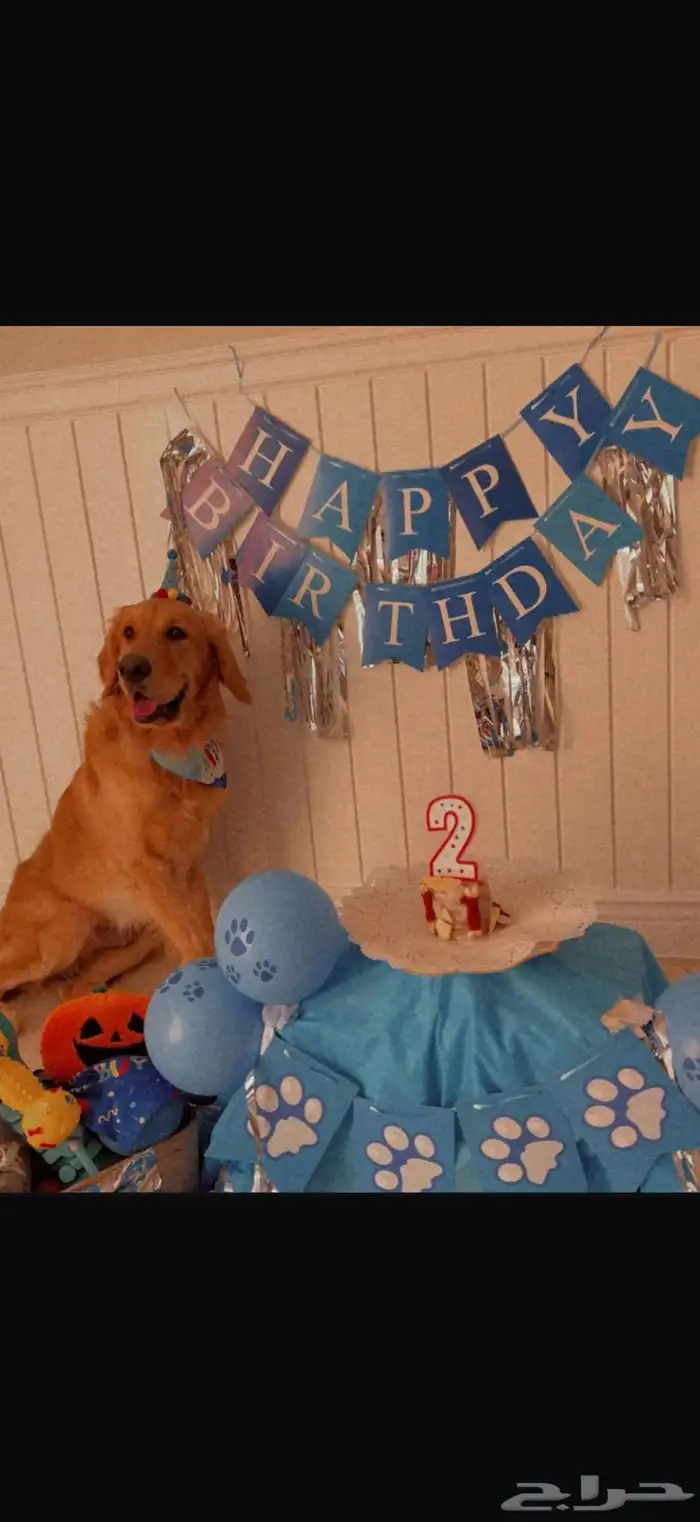 جولدن للتبني 2