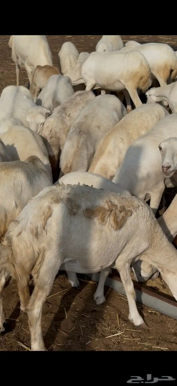 ضان مراح واحد تفريد وجمله 3