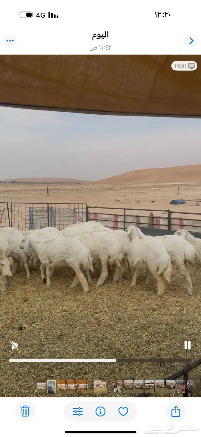 رخال جذعات حريات 5