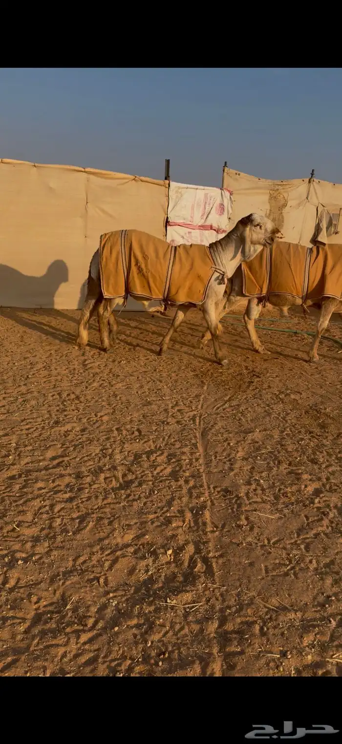 مشروع فحل ساكني نادر 0