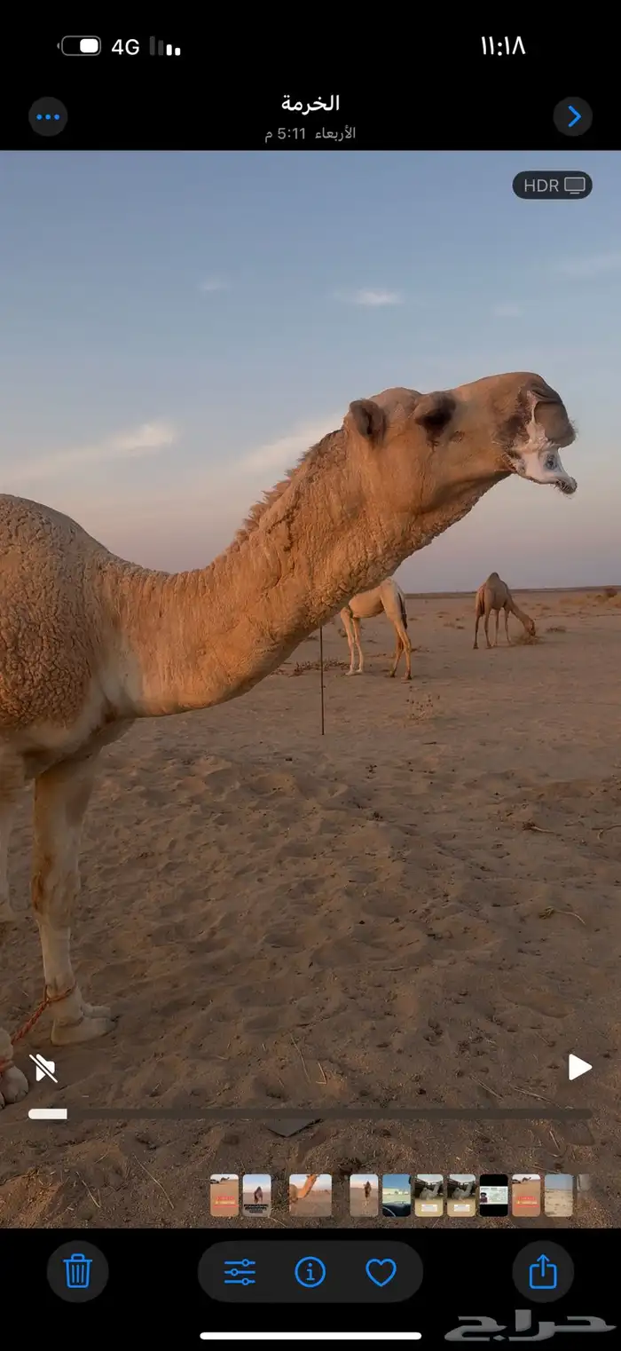 البعير للبيع البعير ثني وطيب وهداوه 2