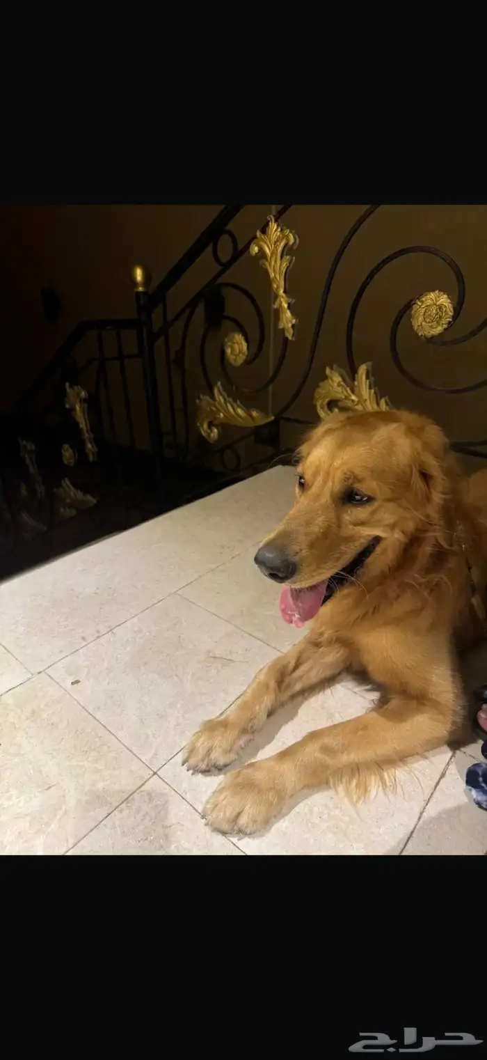 جولدن للتبني 1