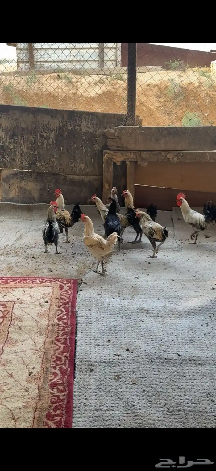عشره ديكة للبيع بلدي العمر من 5 شهور الي 6 0