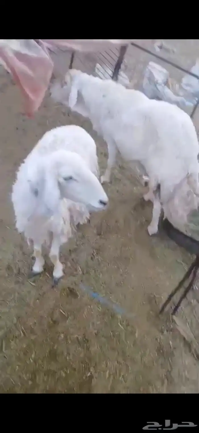 فحل حري مشروط طيب سنه سديس شبب وحار معه شاه مضرع سدس 0