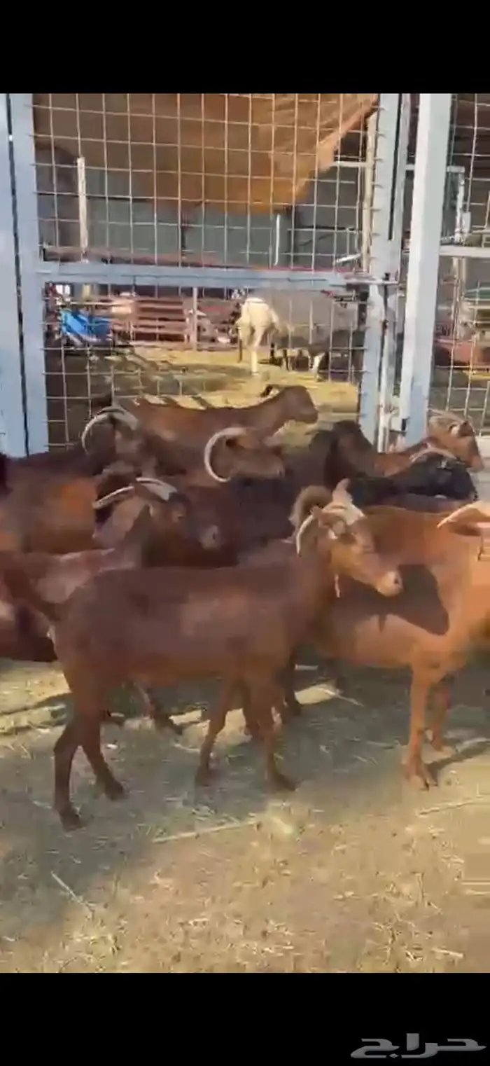 محايليه دهم درجه أولى 12 راس 2