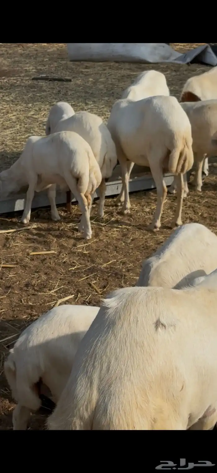 ضان مراح واحد تفريد وجمله 1