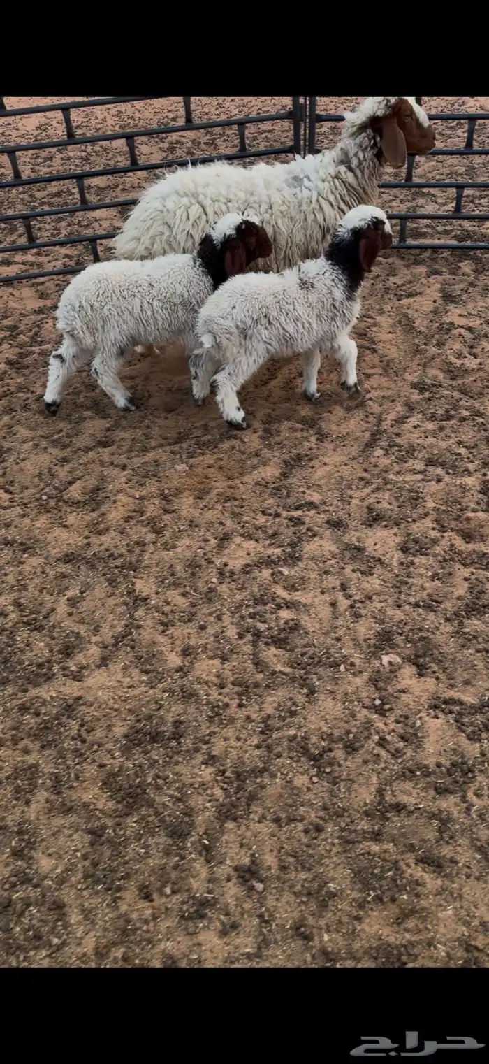 نعيميه متوم 1