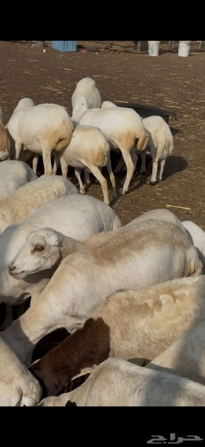 ضان مراح واحد تفريد وجمله 4