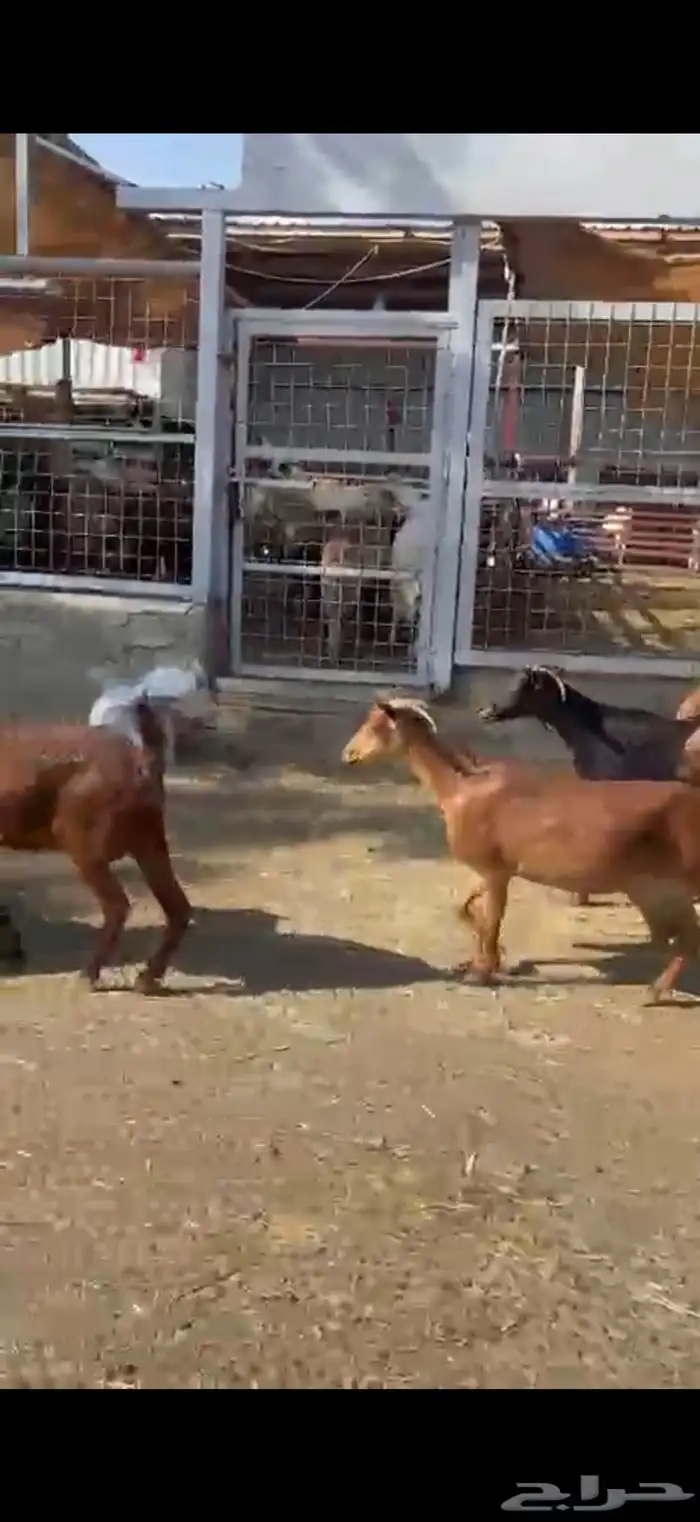 محايليه دهم درجه أولى 12 راس 6