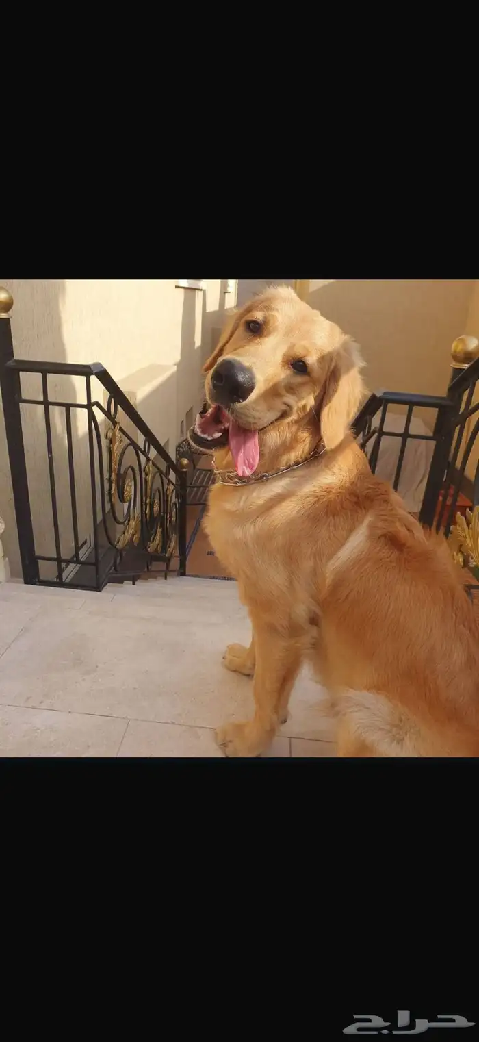 جولدن للتبني 0