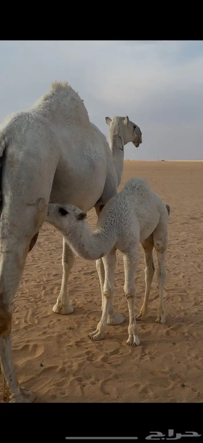 قعود عمره شهرين ونص 0