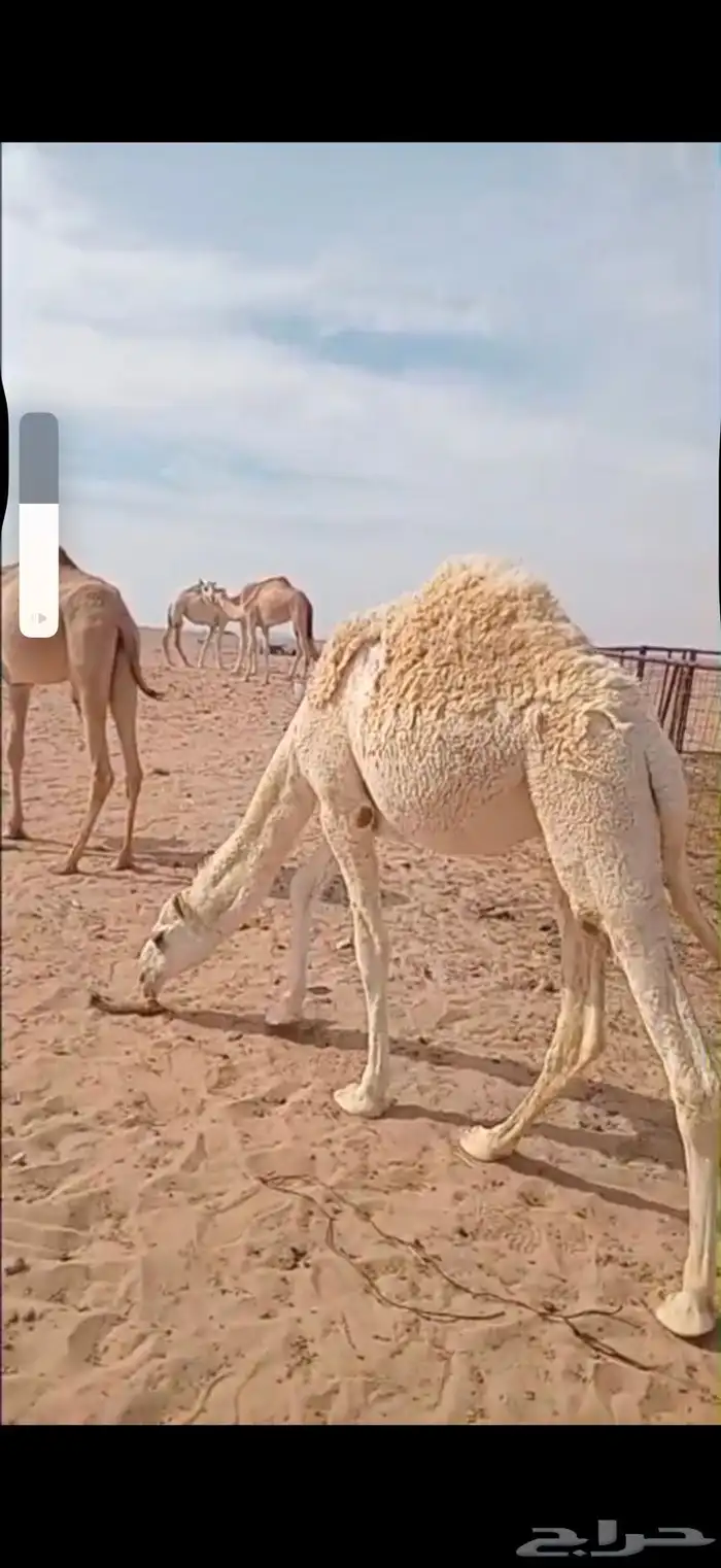 بكره مفرود 0