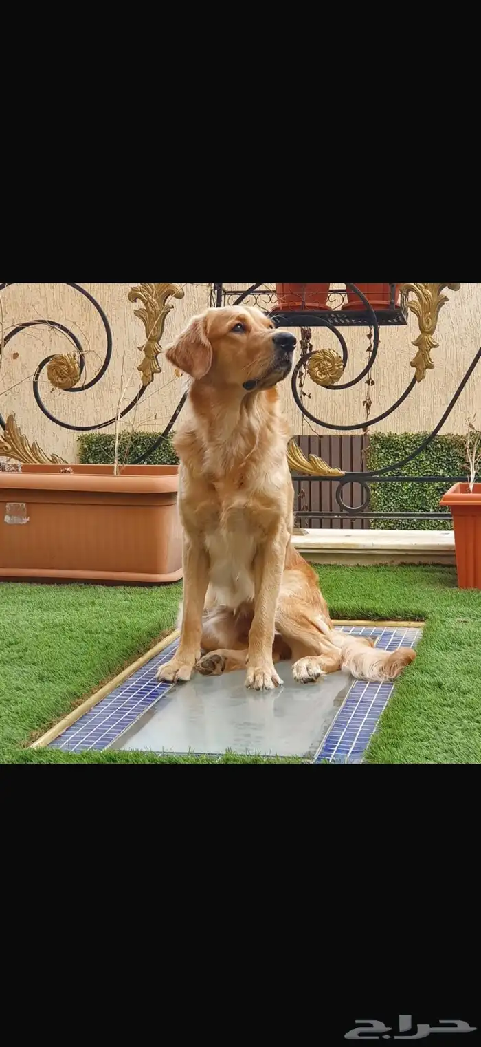 جولدن للتبني 3