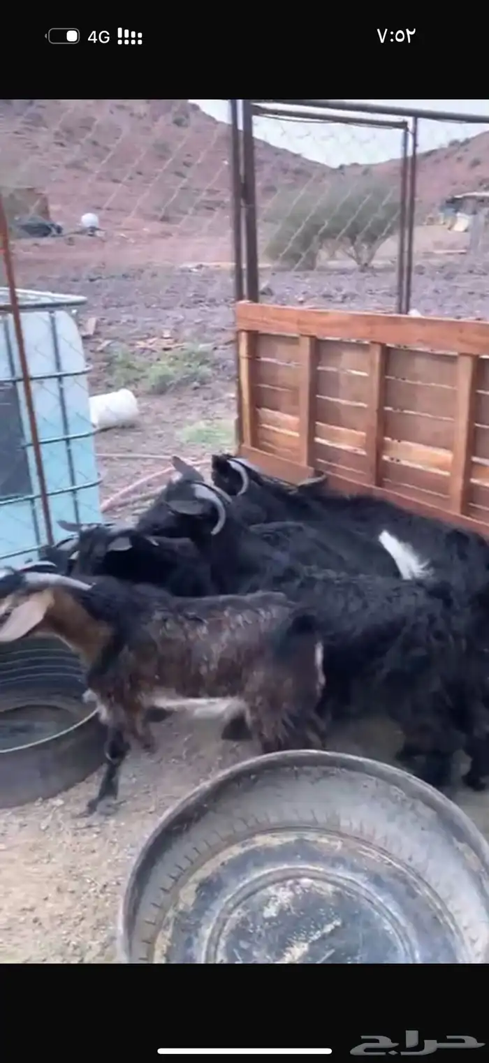 تيوس مخاصي 1