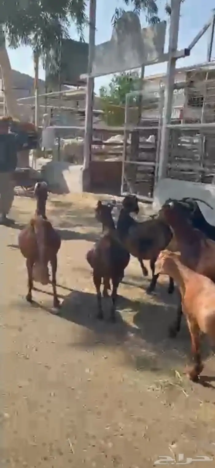 محايليه دهم درجه أولى 12 راس 0