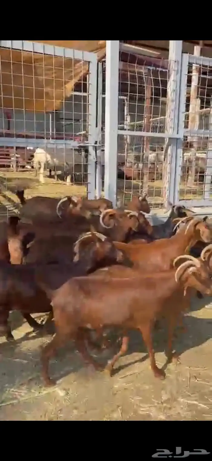 محايليه دهم درجه أولى 12 راس 3