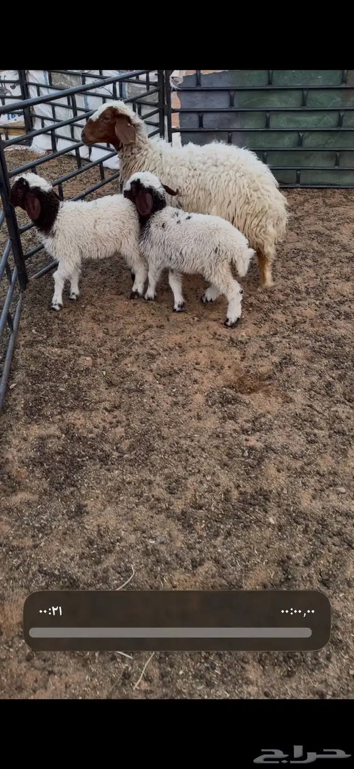 نعيميه متوم 0